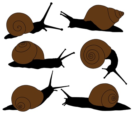 Snail Silhouette on white backgroundのイラスト素材