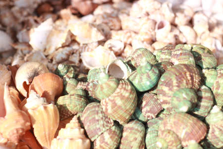 The beautiful and colorful close up of a seashell.