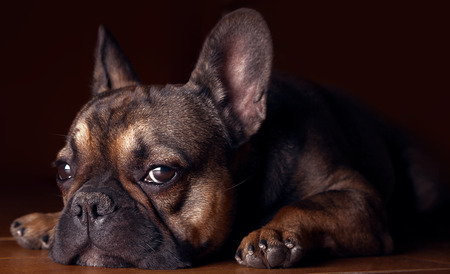 French bulldog lying on the floor at homeの写真素材