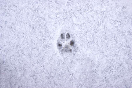 Interesting abstract white background with footprint of a cat or dog paw on the snow. Care for pets in the winter, in cold weather.の写真素材
