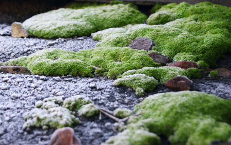 Selective focus on bright green moss on a slate roof.の写真素材