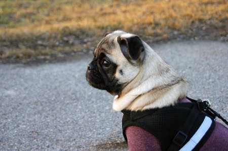 Dog Mops. Dog walking in bad weather. Warm clothes for dogs