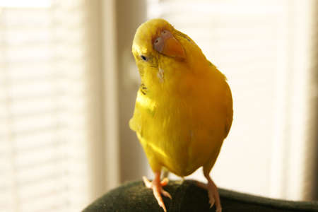 Funny budgerigar. Cute yellow budgie parrot looking at the camera. Tamed pet.の写真素材