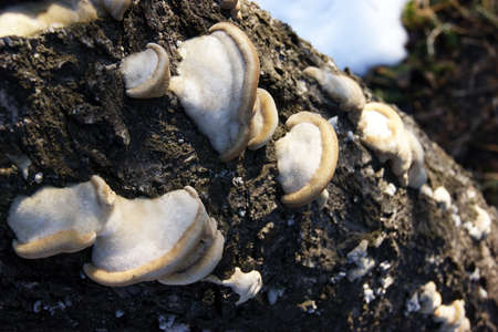 Unedged mushrooms growing on a tree trunk. Mushrooms, lichen and moss on dried tree. Tree bark...