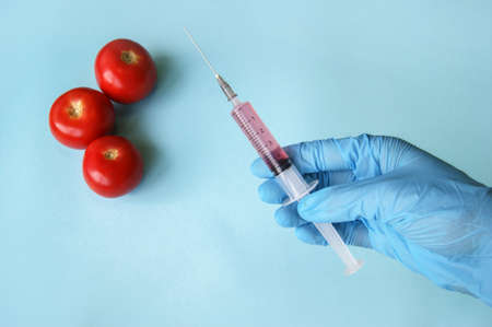 Tomato and syringe with GMO in hands on a blue background. GMO concept with vegetables and fruits.の写真素材