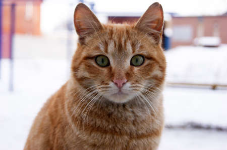 Portrait of a red cat with green eyes in the winter season.の写真素材