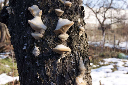 Unedged mushrooms growing on a tree trunk. Mushrooms, lichen and moss on dried tree. Tree bark closeup covered with fungal growths. Horizontalの写真素材