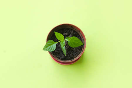 Small pot with seedling on green background, top view. Space for text.の写真素材