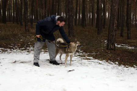 Siberian husky looking for found an abandoned gun in the forest. A beautiful gray dog is looking for a villain.の写真素材