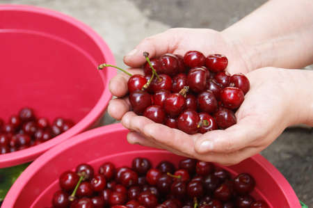 Hands holding and showing fresh picked organic cherries. Harvest season in the garden.