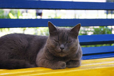 Nice gray home cat sitting at colored bench pets.の写真素材
