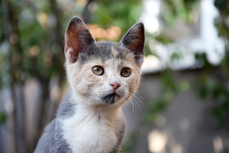 Portrait of an adorable kitten on a wooden table outdoors. Young multicolored cat. Fluffy pet.の写真素材