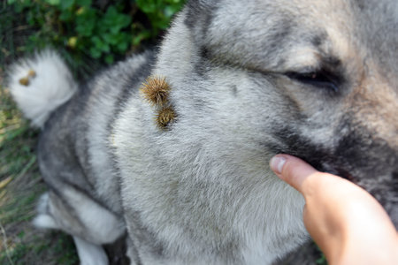 A thistle or burdock hangs from the dog's hair. After the walk, the plant hung on the dog.の写真素材