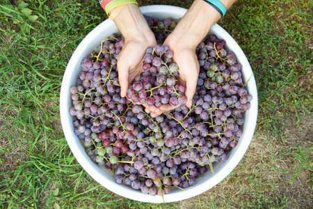 Spring harvest of pink grapes in a white basin. Red wine grapes background.