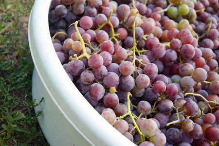 Spring harvest of pink grapes in a white basin. Red wine grapes background.の写真素材
