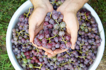 Spring harvest of pink grapes in a white basin. Red wine grapes background.の写真素材