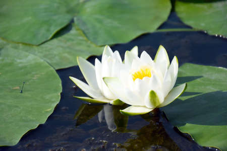 Water lilies green leaves on a pond with white blooming lotus flowers illuminated by sunny summer light. Natural background.の写真素材