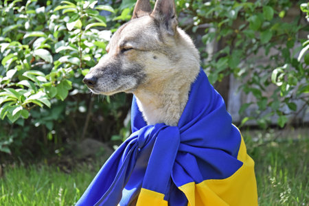 West Siberian Husky, covered with the national flag of Ukraine, against the backdrop of a local park. Blue and yellow colors. War in Ukraine.の写真素材