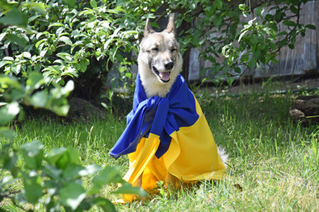West Siberian Husky, covered with the national flag of Ukraine, against the backdrop of a local park. Blue and yellow colors. War in Ukraine.の写真素材
