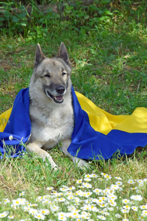 West Siberian Husky, covered with the national flag of Ukraine, against the backdrop of a local park. Blue and yellow colors. War in Ukraine.の写真素材