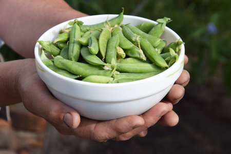 Green peas in a white plate in hand.の写真素材
