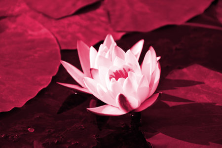 Water lilies green leaves on a pond with white blooming lotus flowers illuminated by sunny summer light. Image toned in Viva Magenta, color of the 2023 year.の写真素材