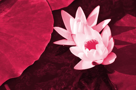 Water lilies green leaves on a pond with white blooming lotus flowers illuminated by sunny summer light. Image toned in Viva Magenta, color of the 2023 year.の写真素材
