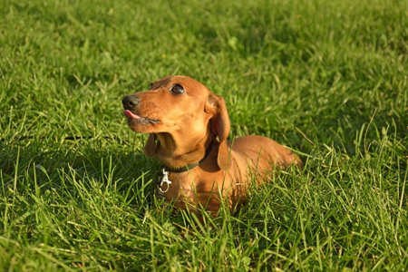 Summer portrait of a brown dachshund with defocused green grass.の写真素材