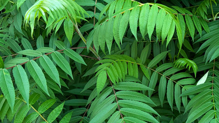 A close up of dark green Sumac tree leaves.