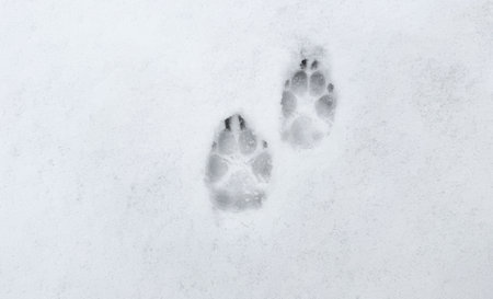 Interesting abstract white background with footprints of a cat or dog paws on the snow. Care for pets in the winter, in cold weather.の写真素材