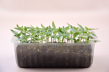 Plant seedlings bloom under natural light on a light background. Seedlings for home growing in plastic.の写真素材