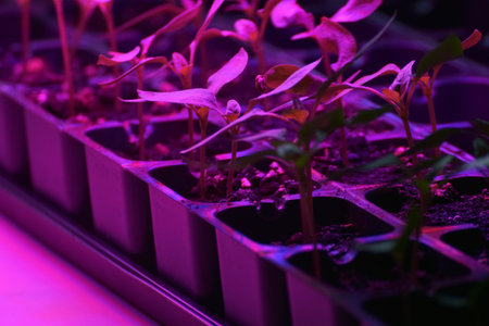 Plants seedlings flourish under the glow of LED grow lights. Home cultivation seedlings in plastic.の写真素材