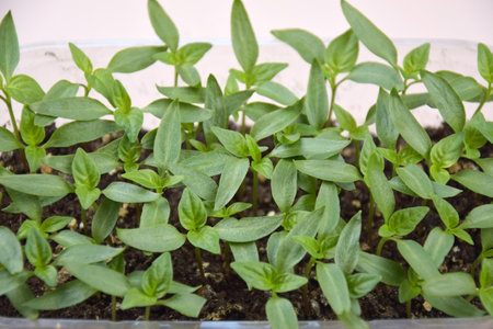 Plant seedlings bloom under natural light on a light background. Seedlings for home growing in plastic.の写真素材