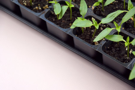 Plant seedlings bloom under natural light on a light background. Seedlings for home growing in plastic.の写真素材