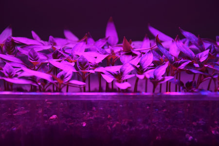 Plants seedlings flourish under the glow of LED grow lights. Home cultivation seedlings in plastic.