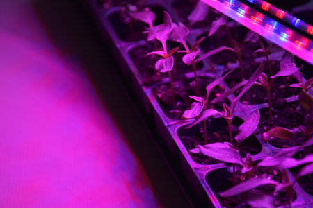 Plants seedlings flourish under the glow of LED grow lights. Home cultivation seedlings in plastic.の写真素材