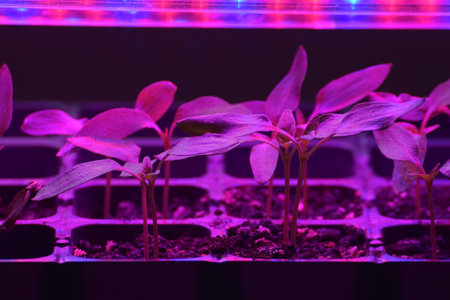 Plants seedlings flourish under the glow of LED grow lights. Home cultivation seedlings in plastic.