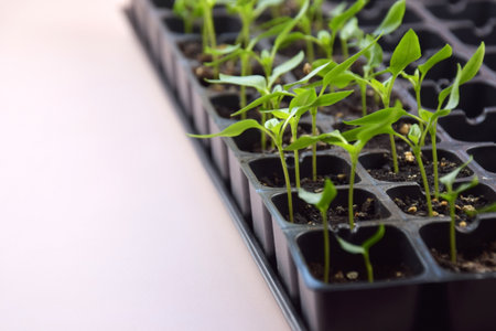 Plant seedlings bloom under natural light on a light background. Seedlings for home growing in...