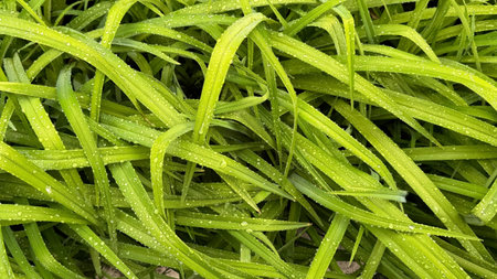 Green grass texture. Bright grass background. Nature wallpaper