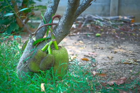 Jack fruit on the tree. The tree produce fruit near the ground. Tropical fruit.
