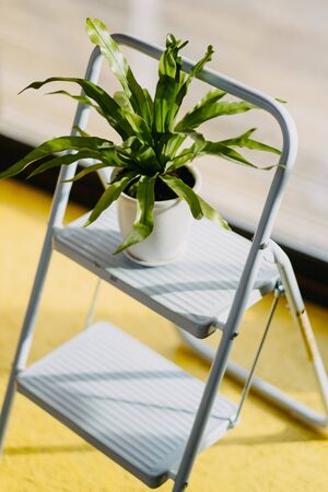 green houseplant on a stepladder against a yellow floor. Close-upの写真素材