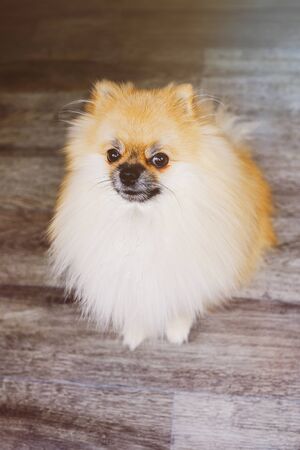 Spitz dog sitting on the floor and looking directly at the cameraの写真素材
