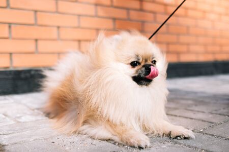Pomeranian Spitz dog lies on the pavement and licks his tongueの写真素材