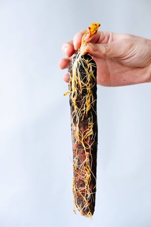 rotten overgrown carrots in the ground on a white backgroundの写真素材