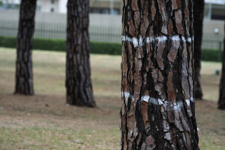 Perfect Placed Trees.の写真素材