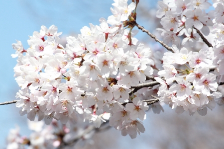 Sakuraの写真素材