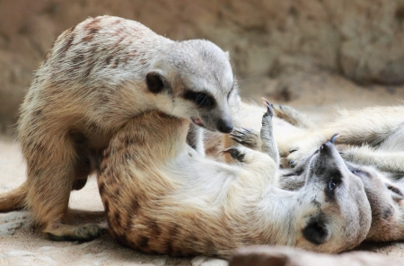 Meerkatの写真素材