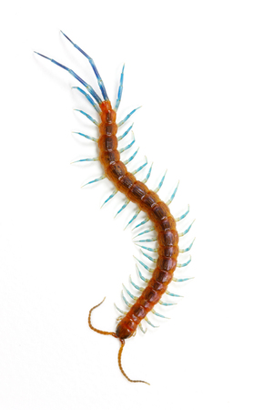 Beautiful tropical centipede (Scolopendromorpha) on white backgroundの写真素材