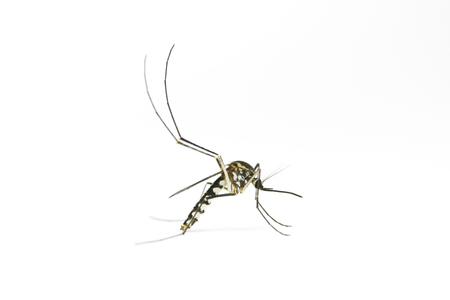 Female mosquito on white backgroundの写真素材