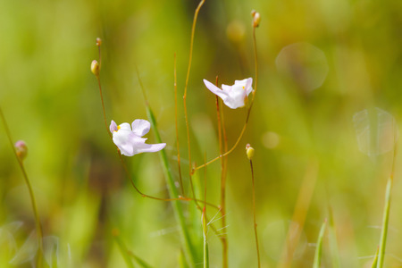 Bladderwort (Utricularia  minutissima): a very small carnivorous plant / insectivorous plant from Southeast Asiaの写真素材